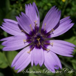 Catananche caerulea - Amore Blue - fr