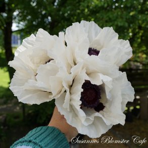 Papaver orientale - Checkers - fr