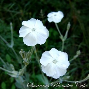 Lychnis coronaria Alba - Haveklinte - fr