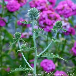 Echinops bannaticus - Starfrost - tidselkugle - fr�