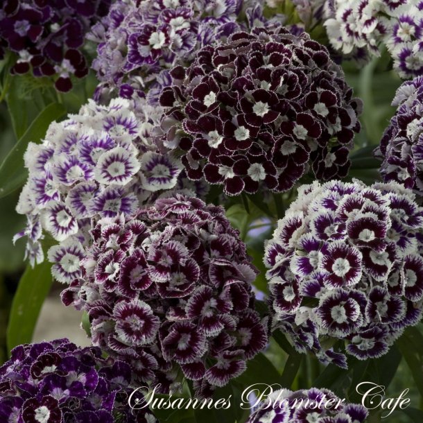 Dianthus barbatus - Hollandia Purple Crown - Studenternellike - fr