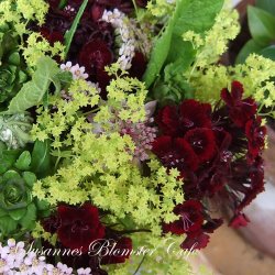 Dianthus barbatus 'Sooty' - Studenternellike - fr