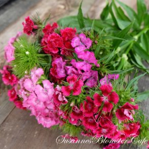 Dianthus barbatus Hollandia Crown mix - fr