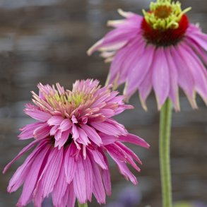Echinacea purpurea - Paradiso Super Duper - fr