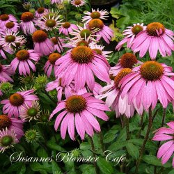 Echinacea purpurea - Solhat - fr