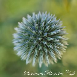 Echinops bannaticus - Starfrost - tidselkugle - fr�