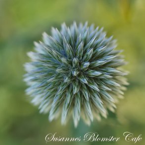 Echinops bannaticus - Starfrost - tidselkugle - fr