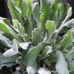 Lychnis coronaria Alba - Haveklinte - fr