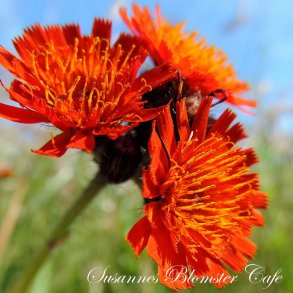 Hieracium aurantiacum - Pomerans-Hgeurt - fr