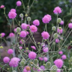 Knautia marcedonica Melton Pastels - fr�