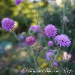 Knautia marcedonica Melton Pastels - fr�