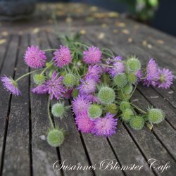Knautia marcedonica Melton Pastels - fr�