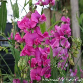 Lathyrus latifolius - Staude Lathyrus Pink Pearl - fr