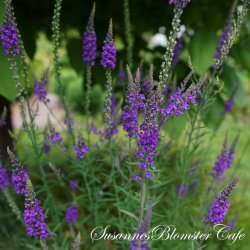Linaria purpurea - Lilac - fr