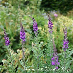 Linaria purpurea - Lilac - fr