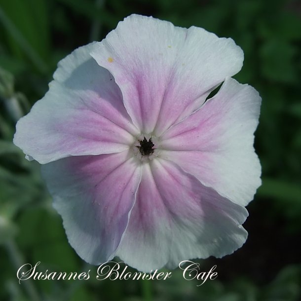 Lychnis coronaria oculata Angels Blush  Haveklinte - fr.