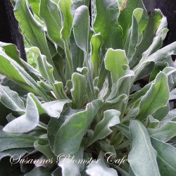 Lychnis coronaria oculata Angels Blush  Haveklinte - fr.