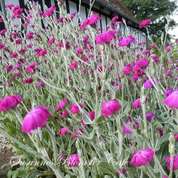 Lychnis coronaria 'Rose Campion' - Haveklinte - fr