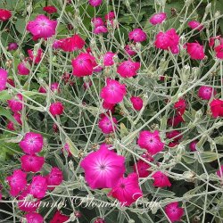 Lychnis coronaria 'Rose Campion' - Haveklinte - fr