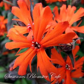 Lychnis x arkwrightii 'Orange Gnome' - fr