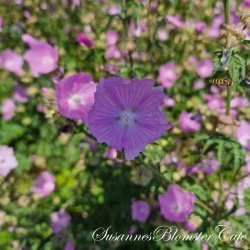 Malva moschata - Moskuskatost - fr