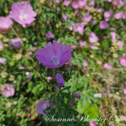 Malva moschata - Moskuskatost - fr