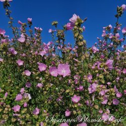 Malva moschata - Moskuskatost - fr