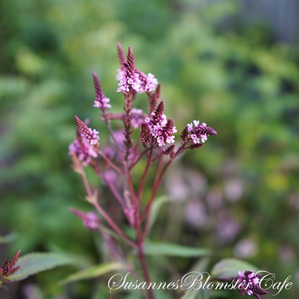 Verbena hastata - Pink Spire - fr