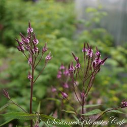 Verbena hastata - Pink Spire - fr�