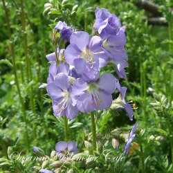 Polemonium caeruleum-bl� Jakobsstige - fr�