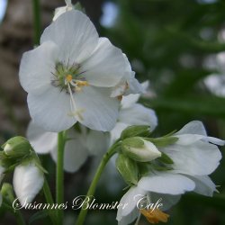 Polemonium caeruleum Album - fr