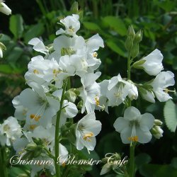 Polemonium caeruleum Album - fr