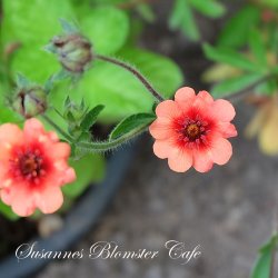Potentilla nepalensis  - fr
