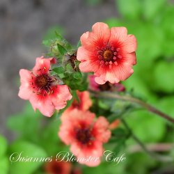 Potentilla nepalensis  - fr