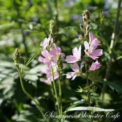 Sidalcea malviflora Rosaly - Silkekatost - fr