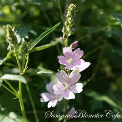 Sidalcea malviflora Rosaly - Silkekatost - fr