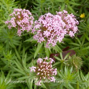  Phuopsis stylosa - Rosenskovmrke - fr