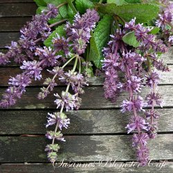 Salvia verticillata - kranssalvie - Hannays Blue - fr