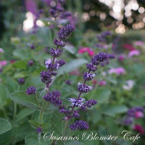 Salvia verticillata - kranssalvie - Hannays Blue - fr
