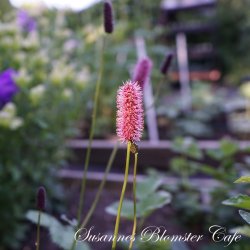 Sanguisorba menziesii - Kvgsurt - fr