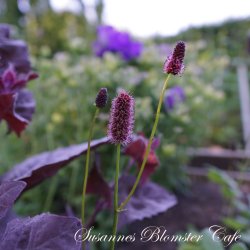 Sanguisorba menziesii - Kvgsurt - fr
