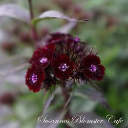 Dianthus barbatus 'Sooty' - Studenternellike - fr