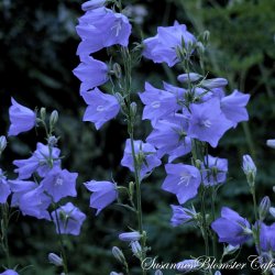 Campanula persicifolia Telham Beauty- fr
