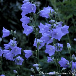 Campanula persicifolia Telham Beauty- fr