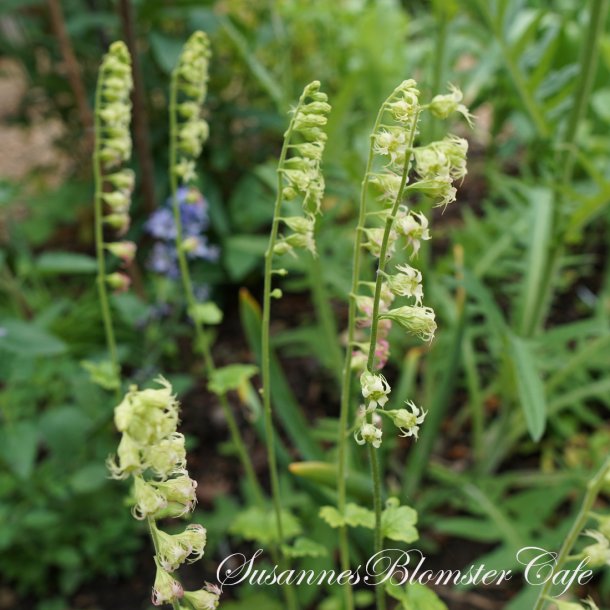 Tellima grandiflora - Biskophat - fr