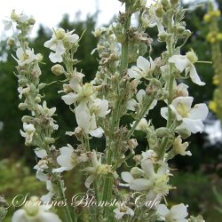 Verbascum lychnitis -  Bleg Kongelys - fr
