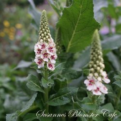 Verbascum nigrum Album - Hvid Kongelys - fr�