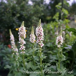 Verbascum nigrum Album - Hvid Kongelys - fr�