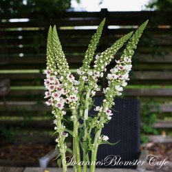 Verbascum nigrum Album - Hvid Kongelys - fr�