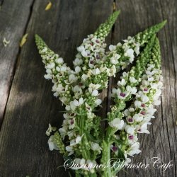 Verbascum nigrum Album - Hvid Kongelys - fr�